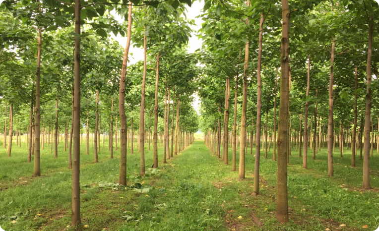 Paulownia nedir?